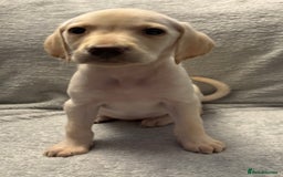 Labrador Retriever dogs for sale: Ready now beautiful Labrador retriever puppies - Image 16
