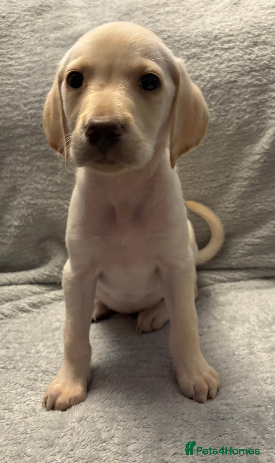 Labrador Retriever dogs for sale: Ready now beautiful Labrador retriever puppies - Image 16