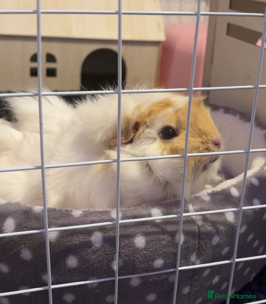 Guinea Pig rodents for sale: single female guinea + cage set up in Dunmow - Advert 2