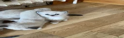 Ragdoll cats for sale: Stunning ragdoll kittens - Advert 24
