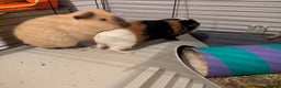 Guinea Pig rodents for sale: Pair of bonded male guinea pigs - Advert 7