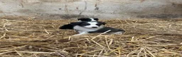 Border Collie dogs for sale: 7 collie puppies for sale  in Okehampton - Advert 5