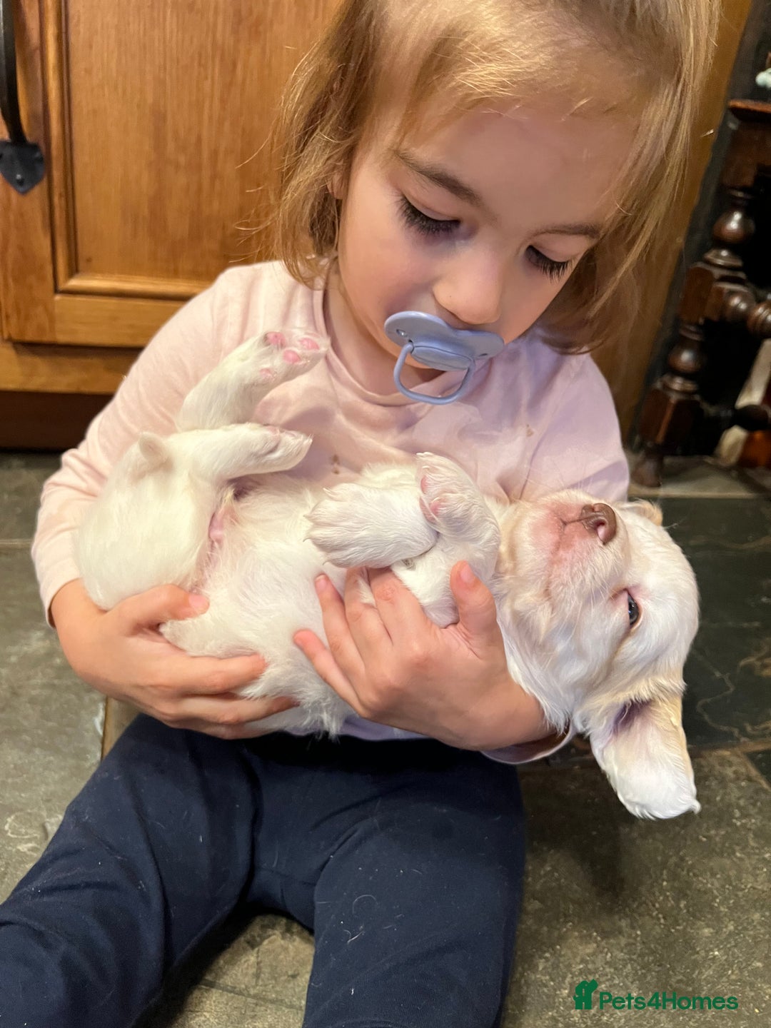 Clumber Spaniel dogs for sale: Beautiful Hybrid Clumber pups available  - Image 11