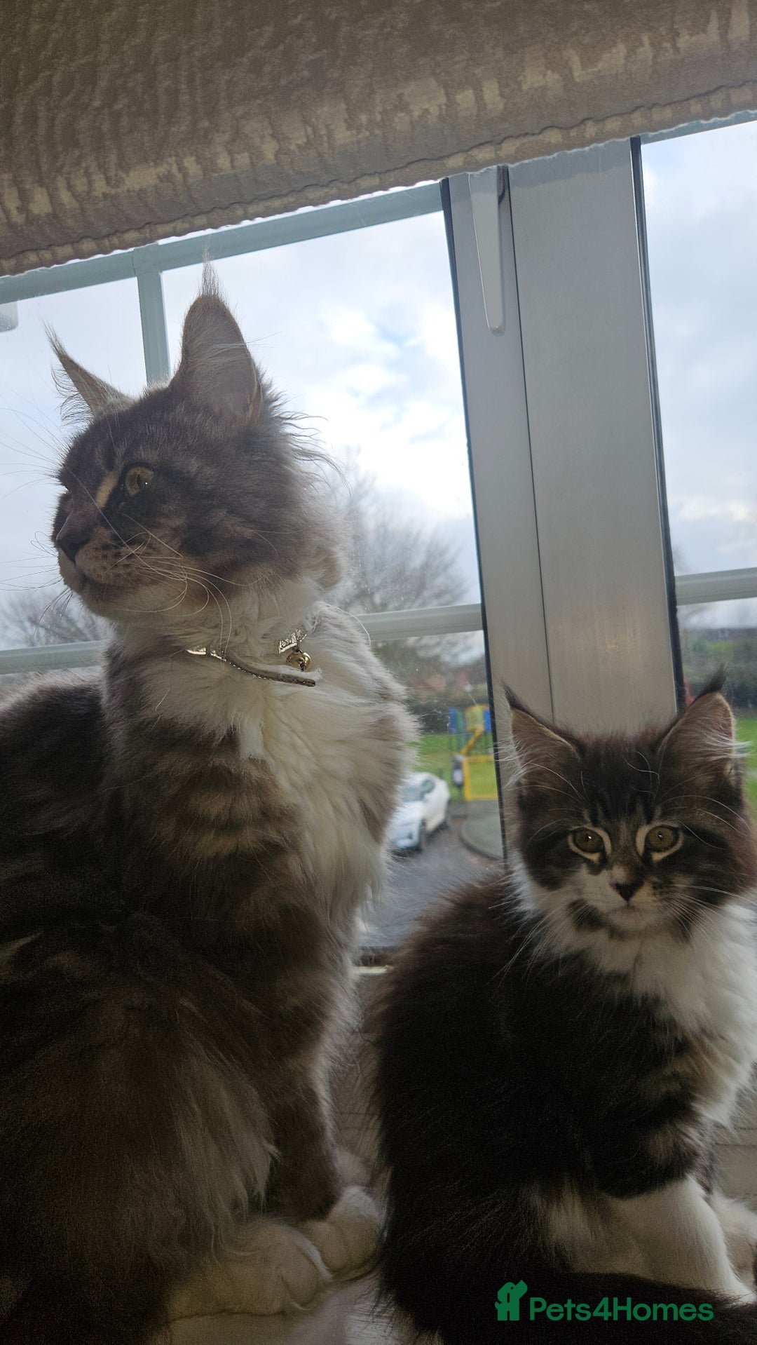 Maine Coon cats for sale: Beautiful Female Mixed Maine Coon kittens - Advert 4