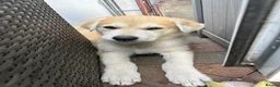 Mixed Breed dogs for sale: White Swiss shepherd cross wolf dog - Advert 2