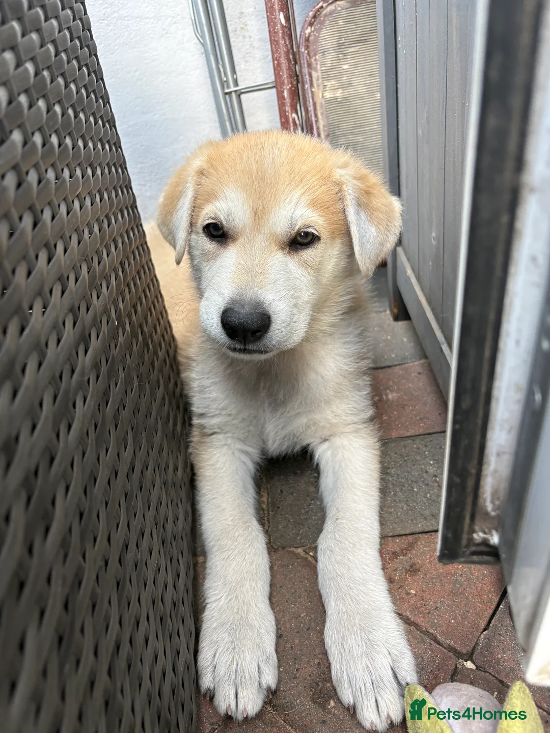 Mixed Breed dogs for sale: White Swiss shepherd cross wolf dog - Advert 2