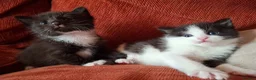 Mixed Breed cats for sale: Beautiful baby kittens.  in Larbert - Advert 2
