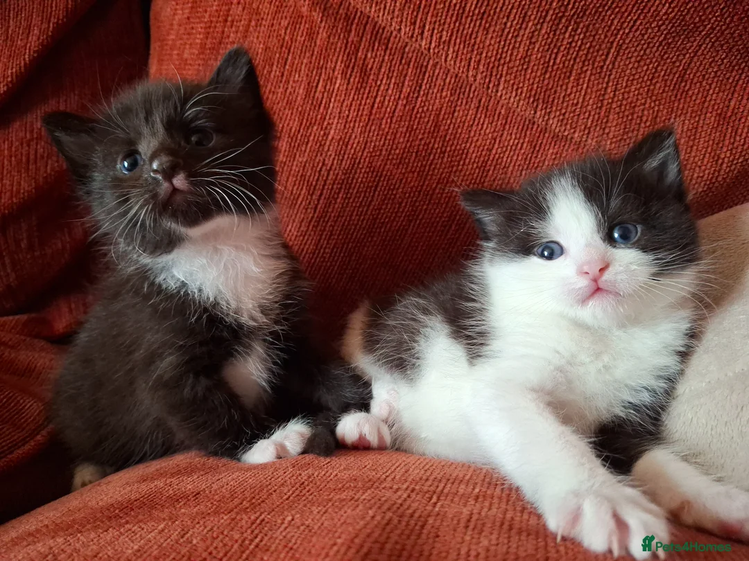 Mixed Breed cats for sale: Beautiful baby kittens.  in Larbert - Advert 2