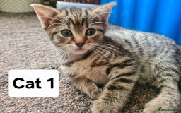 Domestic Shorthair cats for sale: 3 beatiful kittens for the price £200 altogether - Image 2