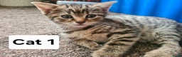 Domestic Shorthair cats for sale: 3 beatiful kittens for the price £200 altogether - Advert 2