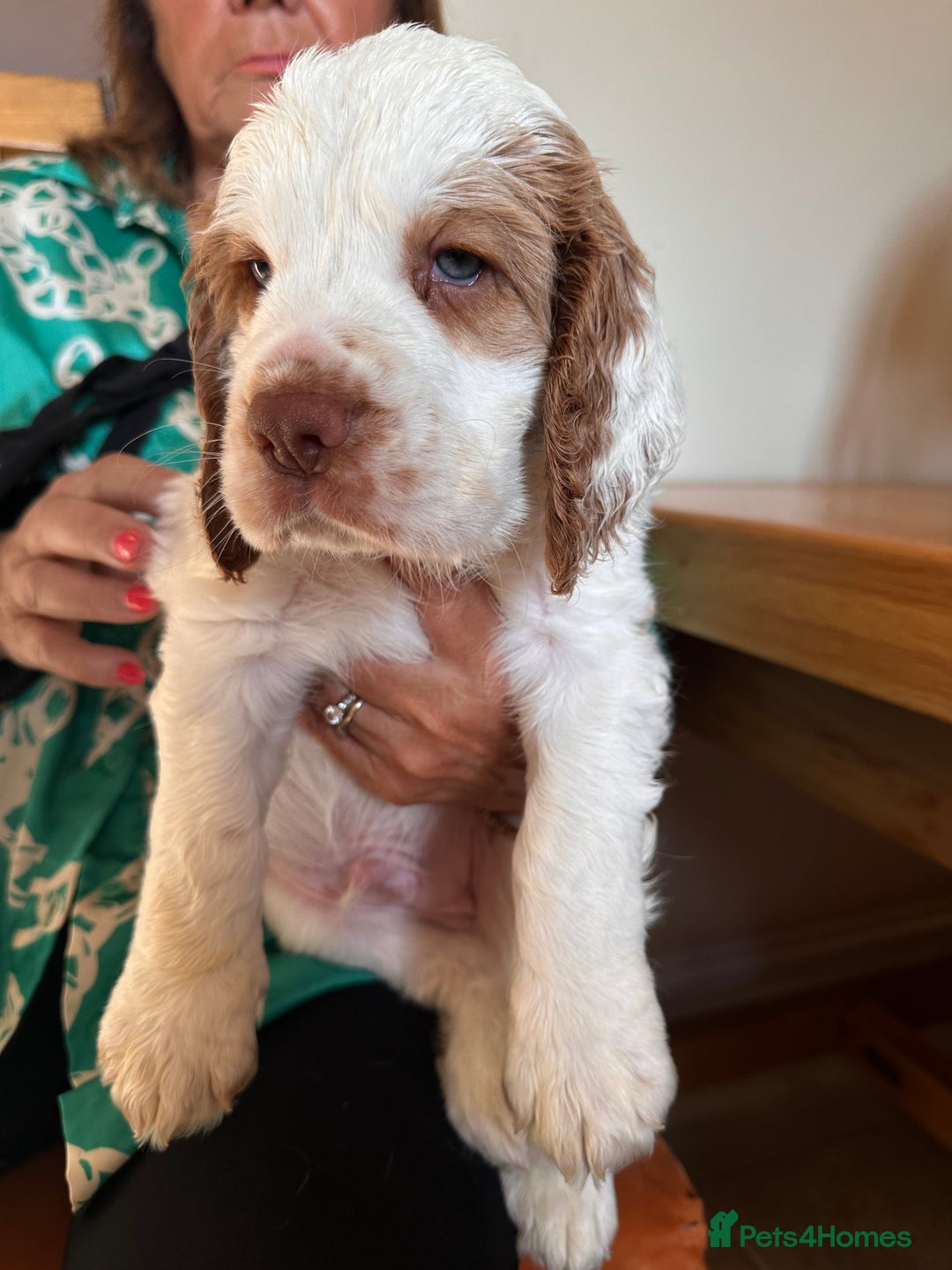 Doodle Clumber Poodle Mix Springer Cross Clumber Clumber Spaniel
