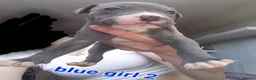Mixed Breed dogs for sale: Beautiful Blue Staff x American Bully -LOVINGHOMES in Stockport - Advert 5
