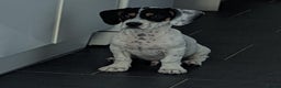 Mixed Breed dogs for sale: Jack Russell cross breed  - Advert 5