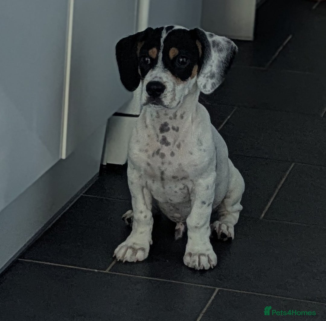 Mixed Breed dogs for sale: Jack Russell cross breed  - Advert 5