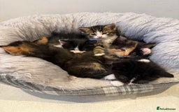 Mixed Breed cats for sale: Six loving kittens - 3 boys and 3 girls - Image 1