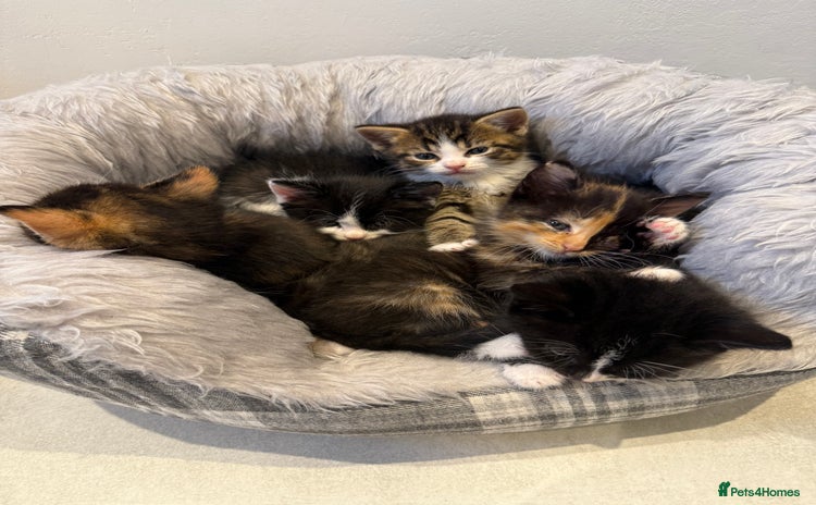 Mixed Breed cats - Advert 2