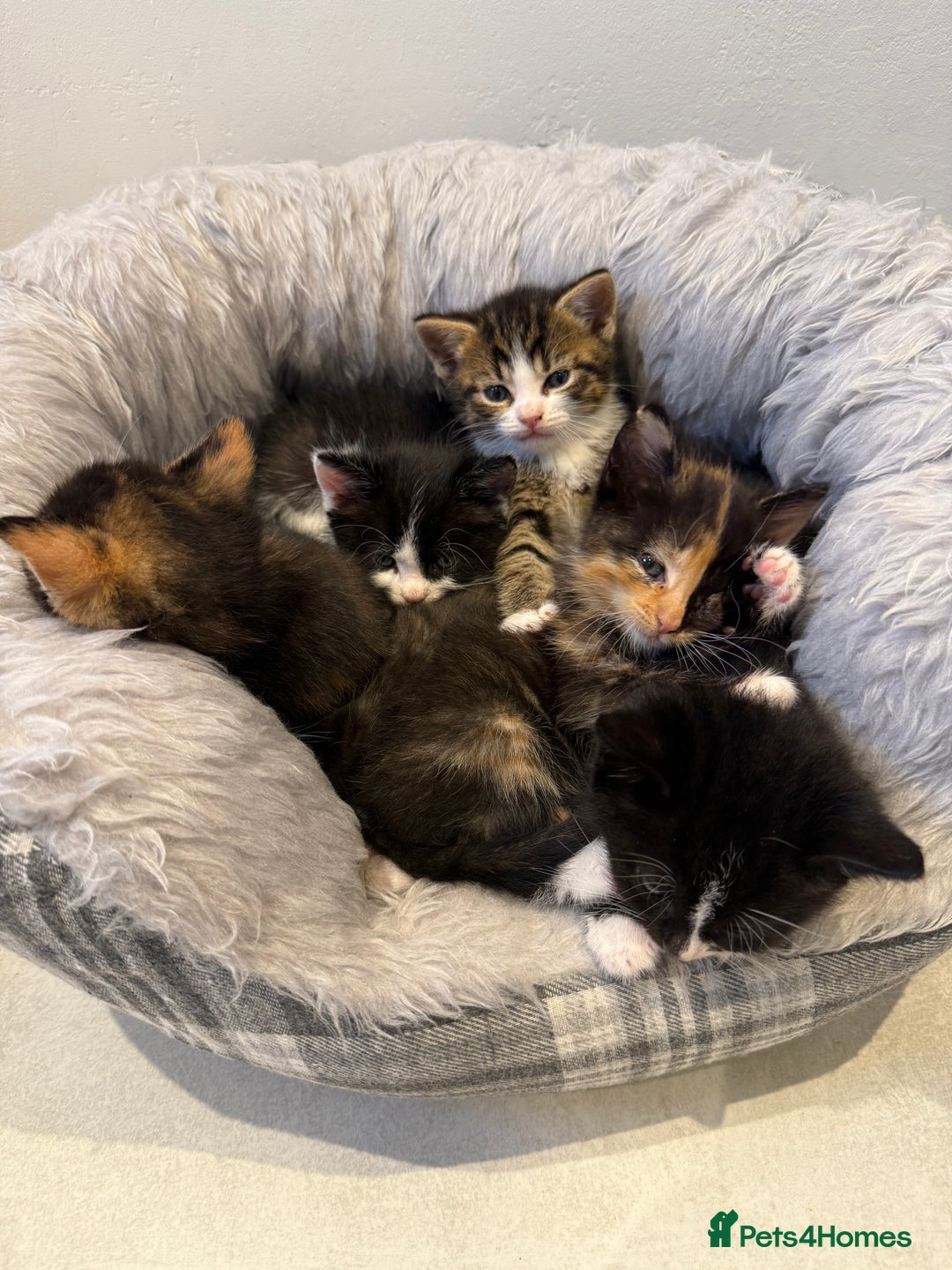 Mixed Breed cats for sale: Six loving kittens - 3 boys and 3 girls - Image 1