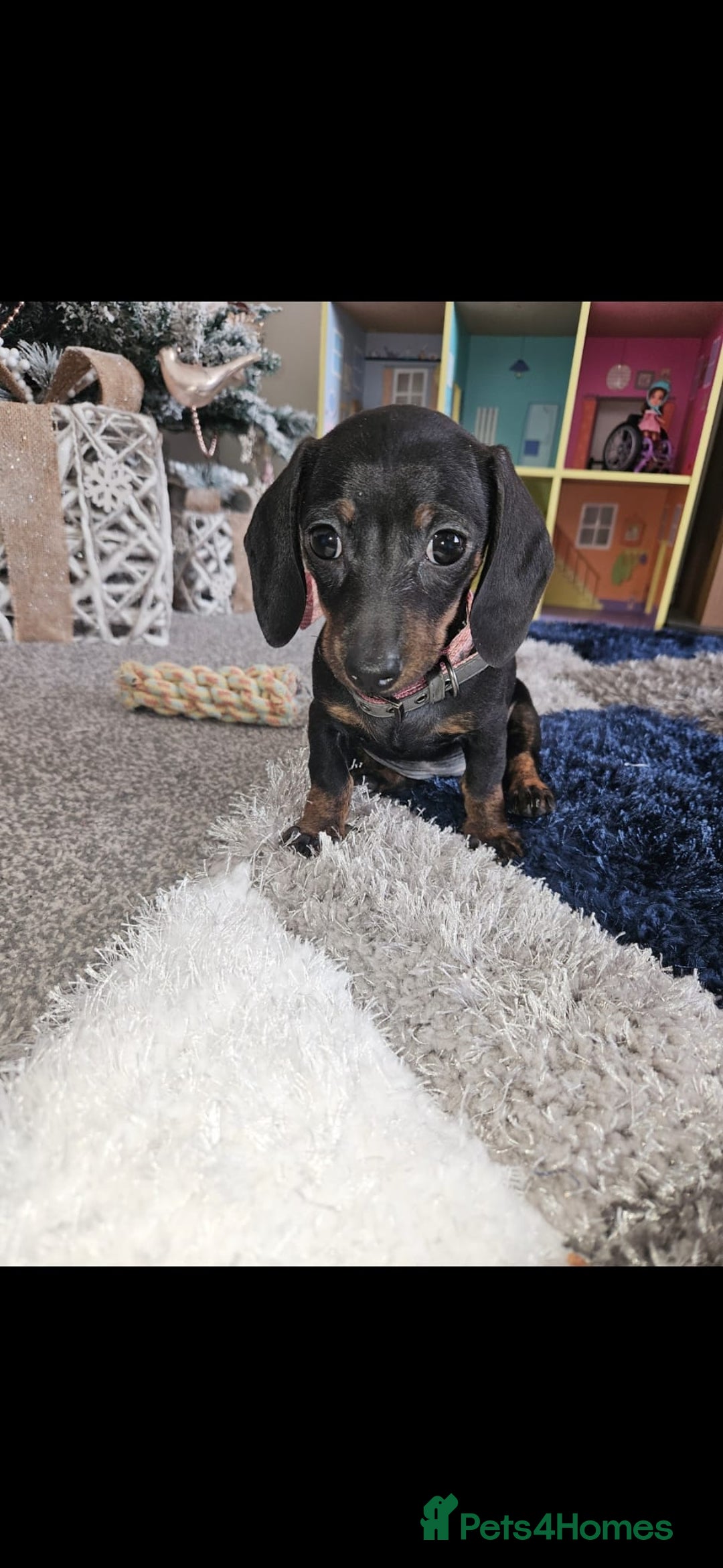 Miniature Dachshund dogs for sale: Miniature Dachshund - Advert 2