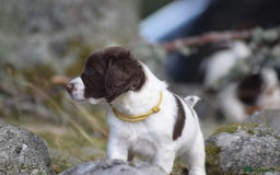 English Springer Spaniel dogs for sale: English springer spaniels  - Image 20