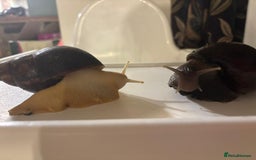 Snails invertebrates for sale: 4 Giant African Land Snails  **  - Advert 2