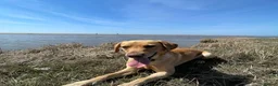 Labrador Retriever dogs for stud: Yellow Labrador Stud – 4th Gen Gun Dog Pedigree in Southport - Advert 5