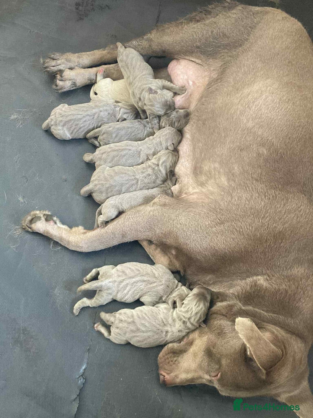 Labrador Retriever dogs for sale: Silver Labrador puppy’s  - Image 5