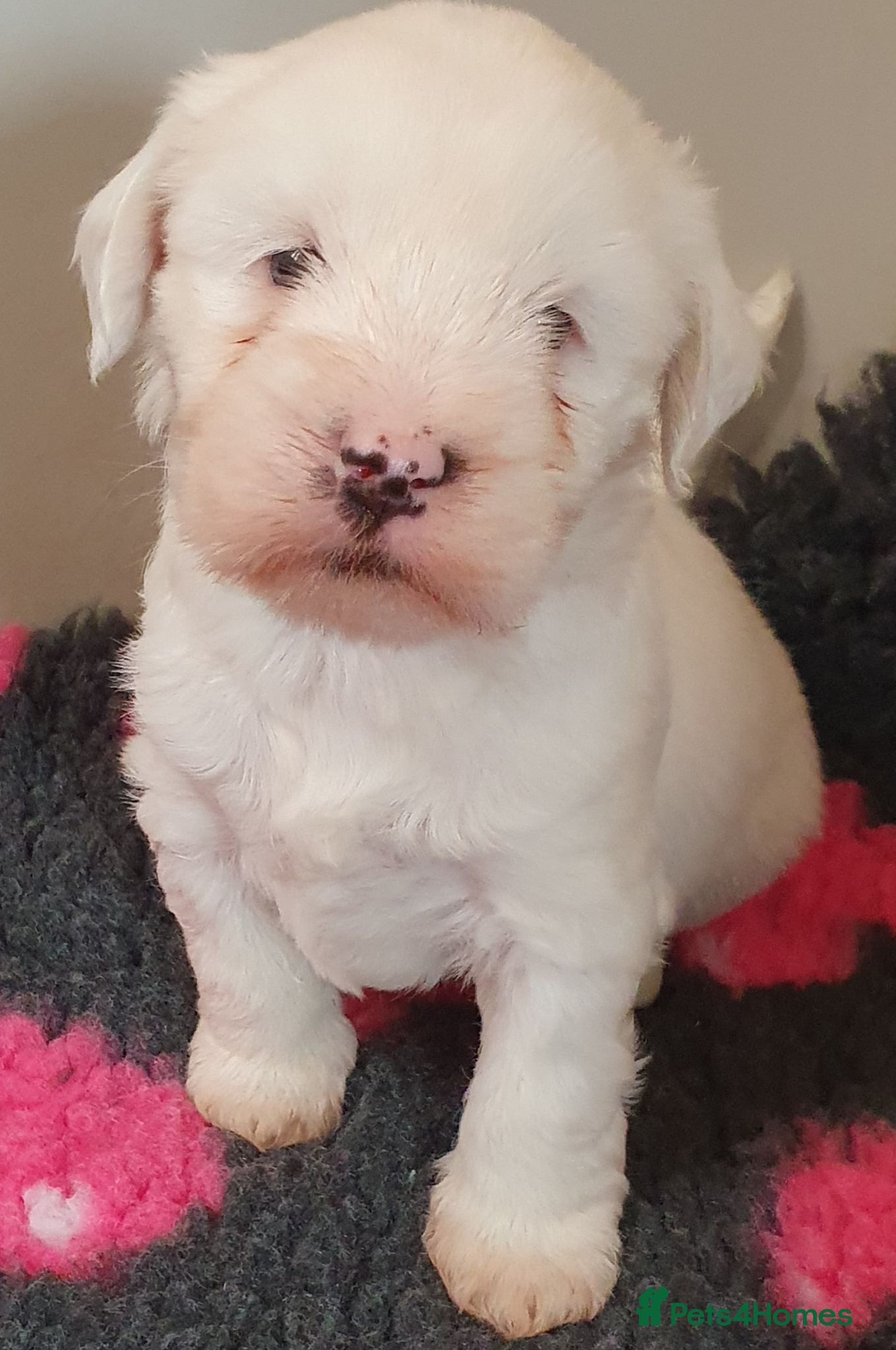 Tibetan Terrier dogs 1 STUNNING MALE Tibtan Terrier - Advert 1