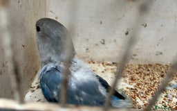 Lovebirds birds for sale: Lovebird for sale, all in good health  - Advert 17