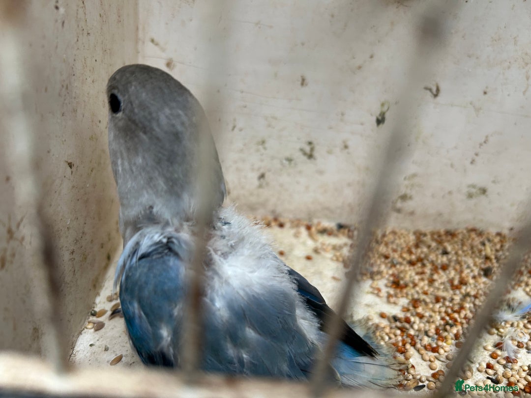 Lovebirds birds for sale: Lovebird for sale, all in good health  - Advert 17