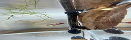 Bettas fish for sale: Betta sale!!  - Advert 10