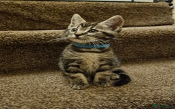 Maine Coon cats for sale: Beautiful fluffy Maine coon cross Kittens - Image 8