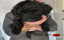 Mixed Breed dogs for sale: COCKERPOO X BEDLINGTON GIRL PUPPIES. - Advert 4