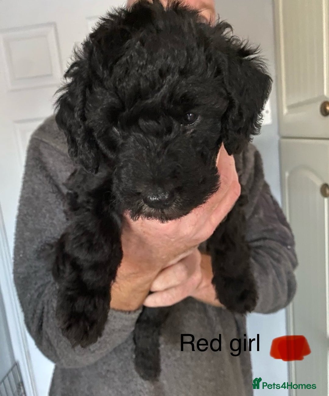 Mixed Breed dogs for sale: COCKERPOO X BEDLINGTON GIRL PUPPIES. - Advert 4