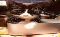 Mixed Breed cats for sale: siamese x siberian tuxedo kittens - Advert 23