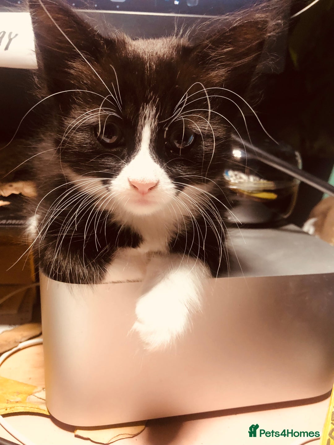 Mixed Breed cats for sale: siamese x siberian tuxedo kittens - Advert 23