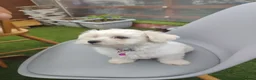 Bichon Frise dogs for sale: Bichon puppies - Advert 5
