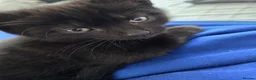 Mixed Breed cats for sale: Black Kitten - Advert 4