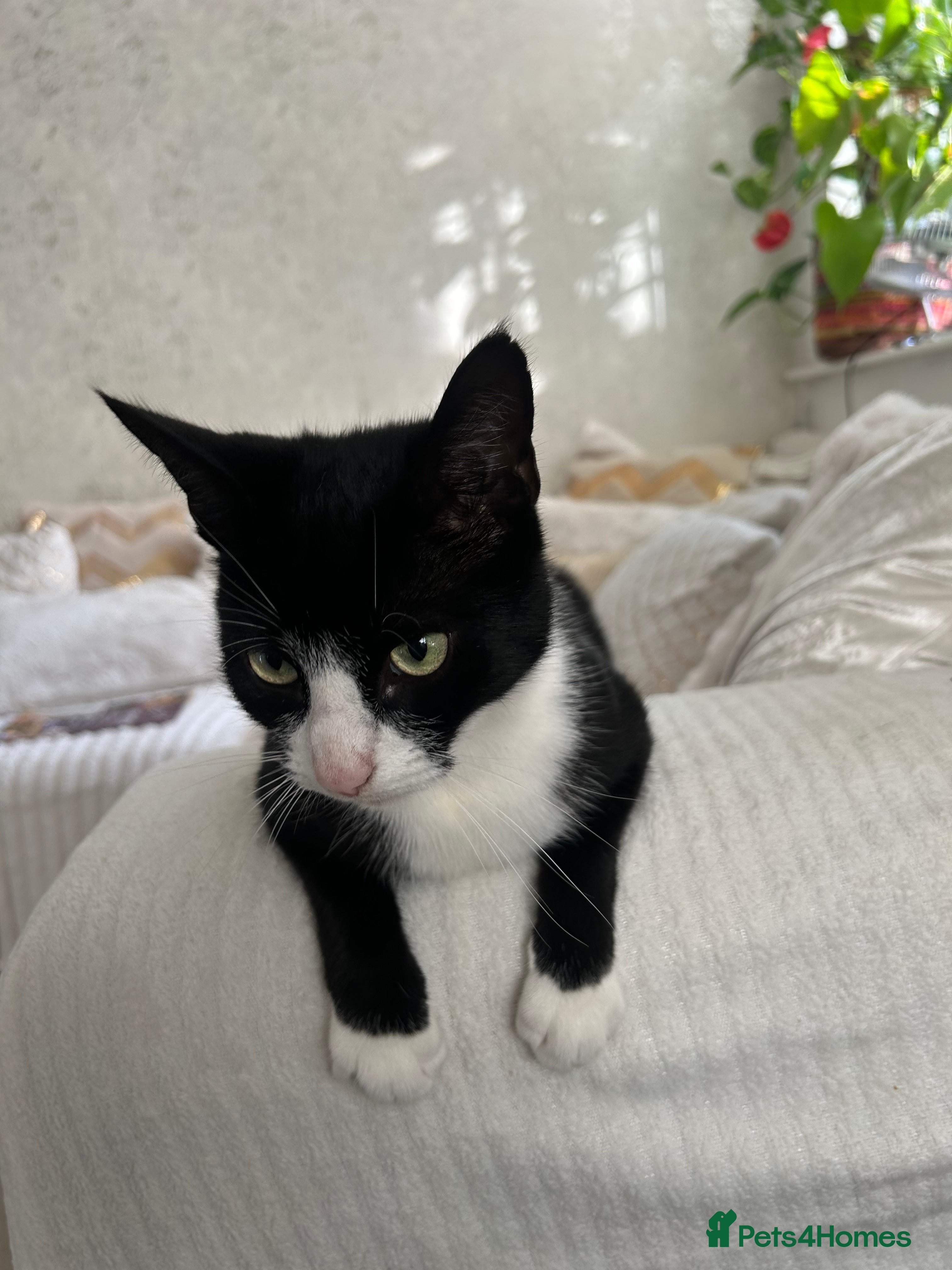 Domestic Shorthair cats 3-year-old Black Tuxedo Domestic Shorthair - Advert 16