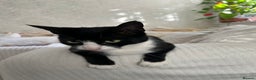 Domestic Shorthair cats for sale: 3-year-old Black Tuxedo Domestic Shorthair - Advert 1