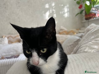 Domestic Shorthair cats 3-year-old Black Tuxedo Domestic Shorthair - Advert 16