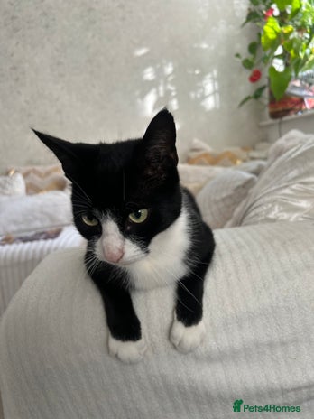 Domestic Shorthair cats - Advert 1