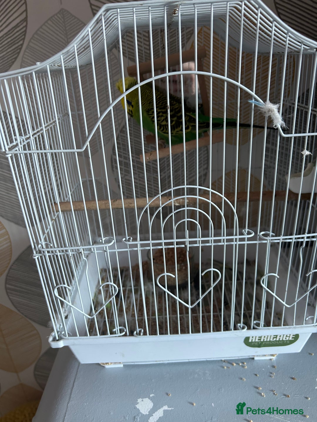 Budgerigars birds for sale: EXIBITION BUDGIE - Image 2