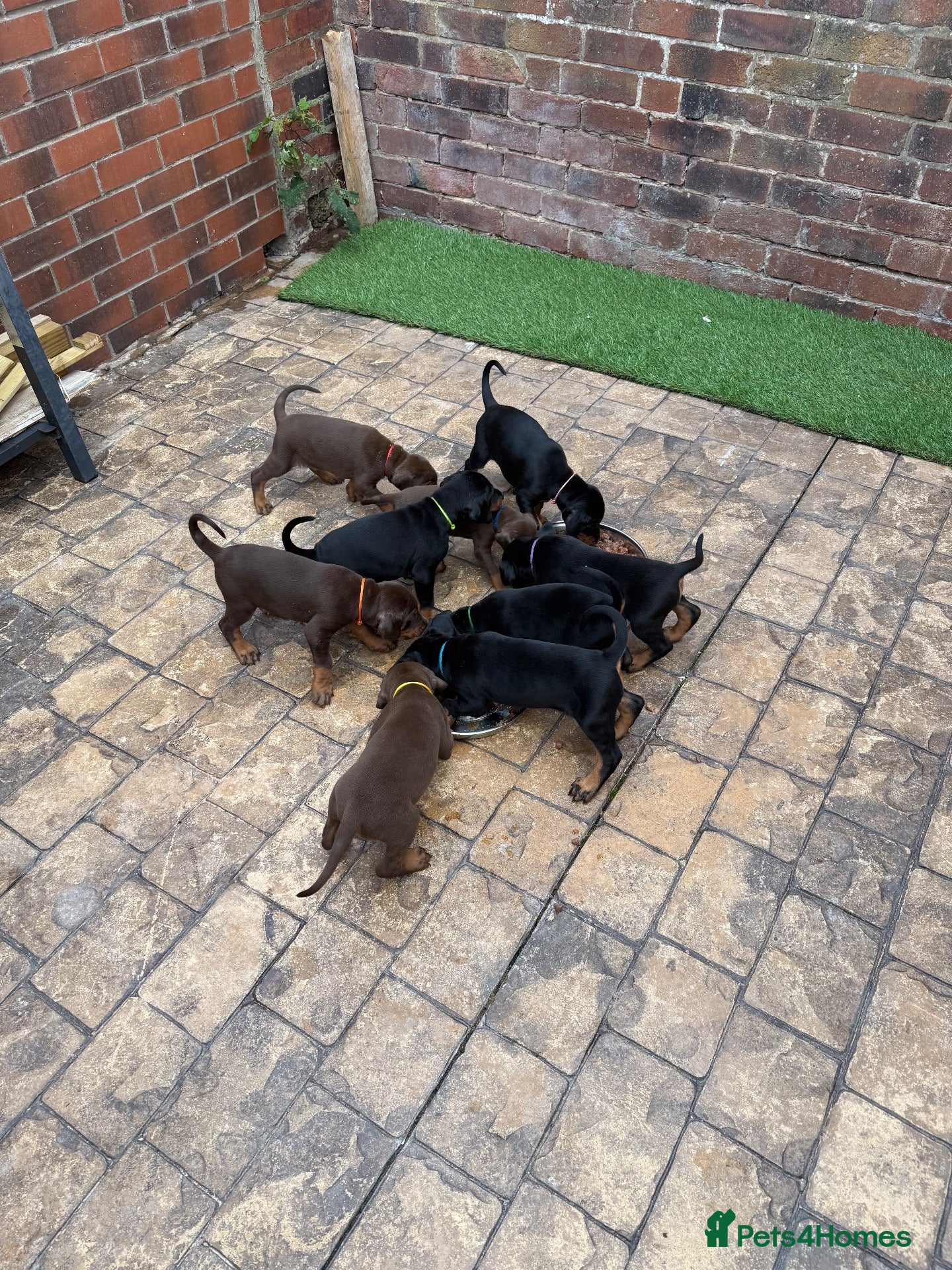 Dobermann dogs Quality Doberman Pups–Raised in a Busy Family Home - Advert 2