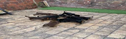 Dobermann dogs for sale: Quality Doberman Pups–Raised in a Busy Family Home - Advert 2