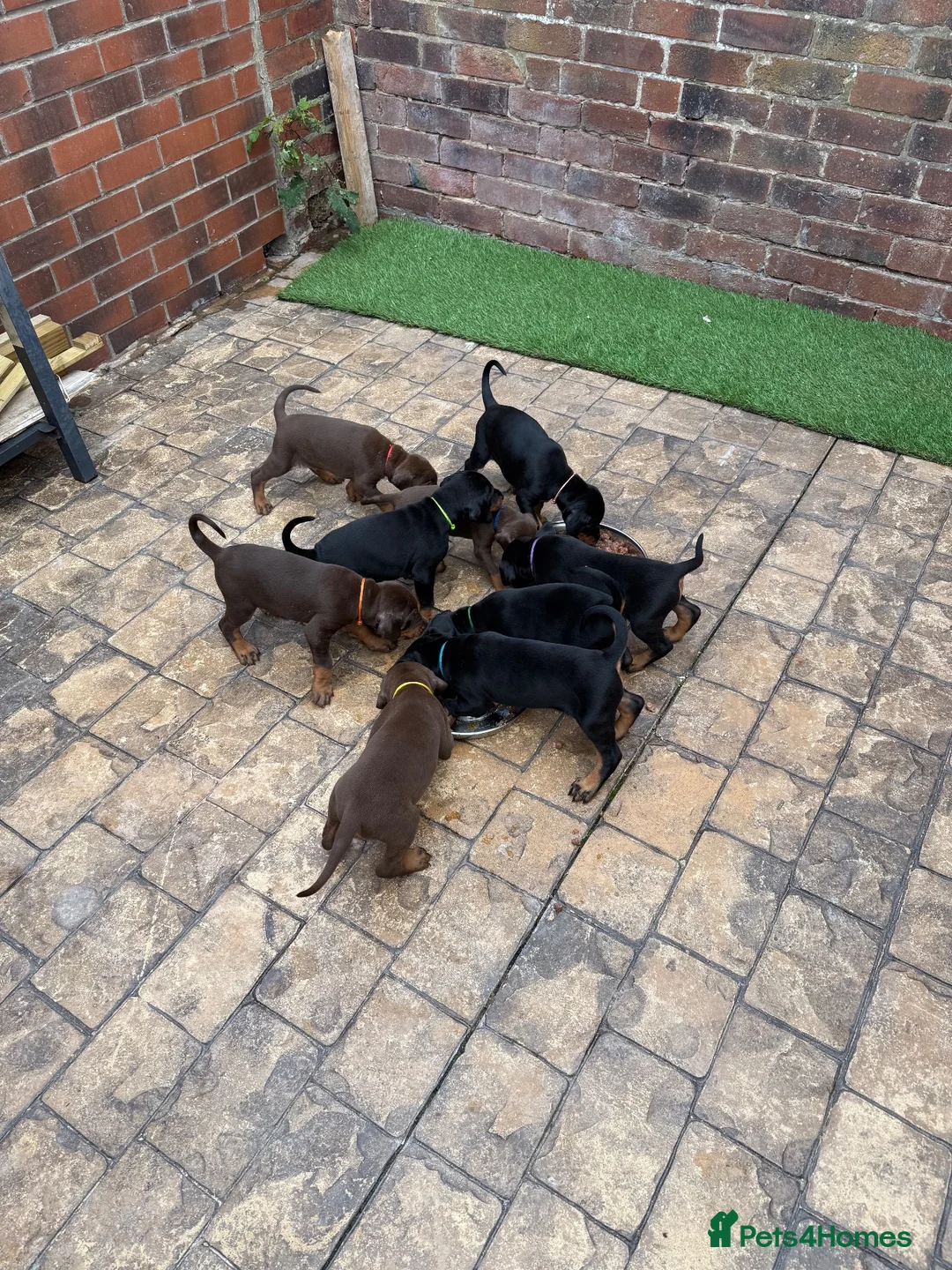 Dobermann dogs for sale: Quality Doberman Pups–Raised in a Busy Family Home - Advert 2