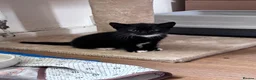 Russian Blue cats for sale: 2 Beautiful Russian Blue x Boys kittens - Advert 5