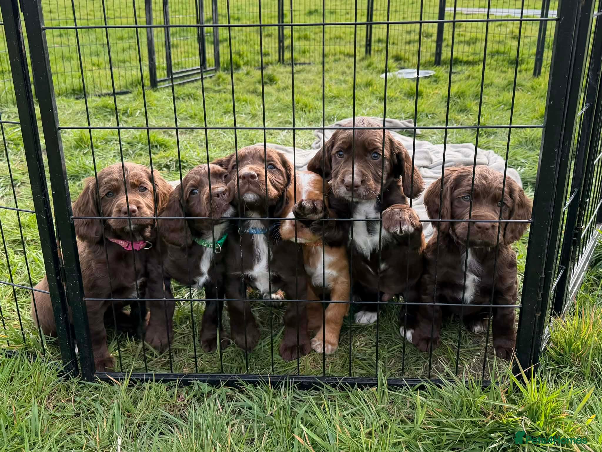 Sprocker dogs Sprocker spaniel puppies * 1 bitch left * - Advert 6