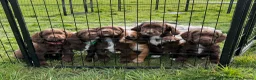 Sprocker dogs for sale: Sprocker spaniel puppies * 1 bitch left * - Advert 5