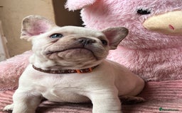 French Bulldog dogs for sale: Beautiful French Bulldog Puppies - Image 18