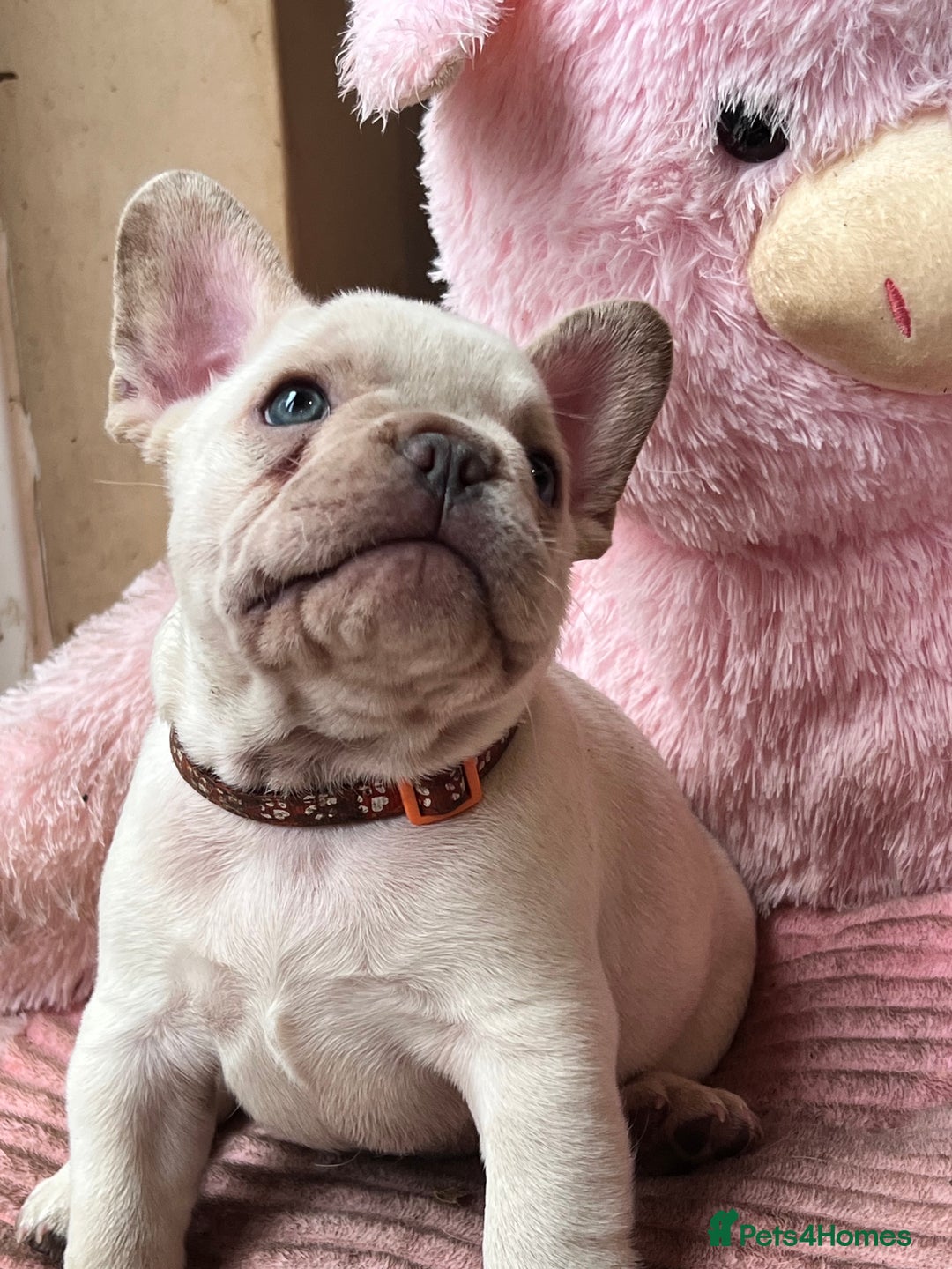 French Bulldog dogs for sale: Beautiful French Bulldog Puppies - Image 18
